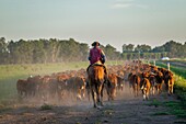 Argentinien, Provinz Buenos Aires, Estancia San-Isidro del Llano in Richtung Carmen-Casares, Gaucho auf dem Pferd, der ein Vieh treibt