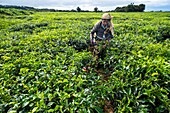 Mauritius, Savanne district, Grand Bois, Domaine de Bois Chéri, the largest tea producer in Mauritius, women working in the tea plantations