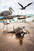 Ecuador, Galápagos-Archipel, von der UNESCO als Weltkulturerbe eingestuft, Insel Santa Cruz, Puerto Ayora, Fischmarkt, Meeresleguane, Graureiher und Möwen streiten um die Überreste