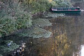 Frankreich, Loiret, Loiretal, Briare, Fischreiher beim Fischen in der Loire