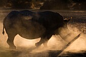 White rhinoceros (Ceratotherium simum), Kalahari, Botswana