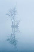 France, Somme, Somme Valley, Longpré-les-Corps-Saints, The marshes of the Somme in the fog, the thick mist transforms the trees into ghostly silhouettes