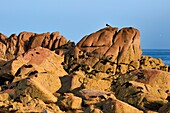 United Kingdom, Channel Islands, Jersey, La Corbière, pied oystercatcher (Haematopus longirostris) perched on a rock