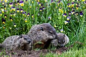 Vereinigte Staaten, Minnesota, Murmeltier oder Woodchuck (Marmota monax) in Gefangenschaft