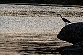 Spanien, Extremadura, Naturdenkmal Los Barruecos, Graureiher (Ardea cinerea), Fischfang