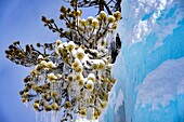 Switzerland, Valais, Herens valley, Arolla, iced pine tree