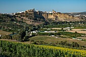 Spain, Andalucia, province of Cadix, Arcos de la Frontera and sunflower field