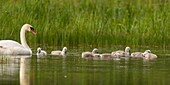 France, Somme, Baie de Somme, Saint-Quentin-en-Tourmont, Natural Reserve of the Bay of Somme, Marquenterre Ornithological Park, Mute Swan (Cygnus olor)