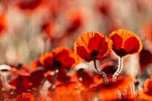 Frankreich, Somme, Baie de Somme, Saint-Valery-sur-Somme, Mohnblumen (Papaver rhoeas)