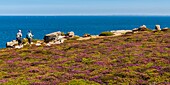 Frankreich, Finistère (29), Cornouaille, Cléden-Cap-Sizun, Pointe du Van, Diese felsige Landzunge westlich von Cap Sizun schließt den Norden der Baie des Trépassés ab, deren Süden durch die Pointe du Raz abgeschlossen wird