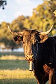 Spain, Extremadura, near the Monfragüe national park, cow