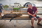 Ecuador, Galápagos archipelago, listed as World Heritage by UNESCO, Santa Cruz Island, Puerto Ayora, an endemic Galápagos Sea Lion (Zalophus wollebaeki) naps on a harbor bench, next to a traveler