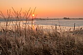 France, Somme, Baie de Somme, Saint-Valery-sur-Somme, frozen enclosures a little winter morning