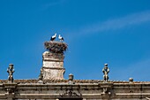 Spain, province of Cáceres, Trujillo town, white stork (Ciconia ciconia), nesting on the Plaza Major