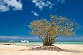 Mauritius, Bezirk Riviere Noire, Strand Prairie, Flug in einem Wasserflugzeug