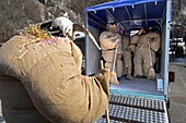 Switzerland, Valais, Evolene valley, Evolene, Carnaval with the Empailles and the Peluches who come from Pagan rites and go around the villages to frighten the bad spirits of winter