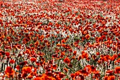 Frankreich, Somme, Baie de Somme, Saint-Valery-sur-Somme, Mohnblumen (Papaver rhoeas)