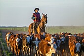 Argentinien, Provinz Buenos Aires, Estancia San-Isidro del Llano in Richtung Carmen-Casares, Gaucho zu Pferd beim Viehtrieb