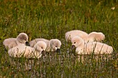 France, Somme, Somme Bay, Le Crotoy, Crotoy Marsh, juvenile mute Swan (Cygnus olor, Mute Swan)