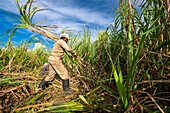 Mauritius, Pamplemousses district, sugar cane harvest