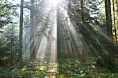 Frankreich, Puy de Dome, Lichtstrahl, Douglasienwald (Pseudotsuga menziesii), Parc Naturel Regional Livradois Forez (Regionaler Naturpark von Livradois Forez)