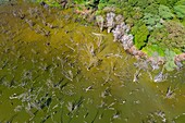 Kenya, lake Bogoria, flood because of the deforestation (aerial view)