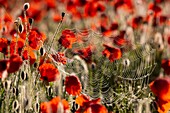 Frankreich, Somme, Baie de Somme, Saint-Valery-sur-Somme, Mohnblumen (Papaver rhoeas)