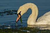 France, Somme, Somme Bay, Le Crotoy, Crotoy Marsh, Mute Swan (Cygnus olor, Mute Swan) eating