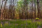 France, Somme, Crécy-en-Ponthieu, Crécy forest, Extent of wild jacynthes (lily of the valley) in the forest