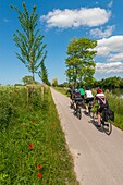 France, Somme, Baie de Somme, Saint-Valery-sur-Somme, The cycle path, along the Somme canal, between Saint-Valery and Abbeville