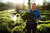 France, Essonne, Mereville, Villa Paul watercress beds, Christian Barberot, cressman