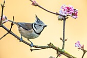 Frankreich, Somme, Crécy-en-Ponthieu, Haubenmeise (Lophophanes cristatus)