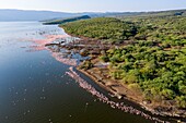 Kenia, Bogoria-See, Kleiner Flamingo (Phoeniconaias minor) (Luftaufnahme)