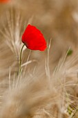 Frankreich, Somme, Baie de Somme, Saint-Valery-sur-Somme, Mohn (Papaver rhoeas)