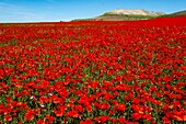 Spanien, Provinz Tolède, Umgebung von Magàn, Mohnblumenfeld (Papaver rhoeas)