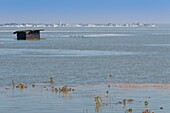 France, Somme, Baie de Somme, Le Hourdel, the Hourdel mollières covered by a great tide, on this occasion you can see the hunting huts rise and float