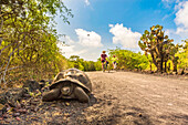 Ecuador, Galápagos archipelago, listed as World Heritage by UNESCO, Isabela Island (Albemarie), Wetlands complex and Wall of Tears, a couple bikes next to a giant Galápagos tortoise (Chelonoidis nigra) roaming the mangroves