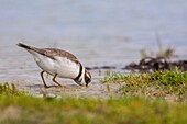 France, Somme, Somme Bay, Le Crotoy, Crotoy marsh, Common Ringed Plover ( Charadrius hiaticula )