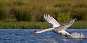 France, Somme, Somme Bay, Le Crotoy, Crotoy Marsh, Mute Swan (Cygnus olor, Mute Swan) on the fly