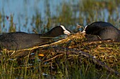 France, Somme, Baie de Somme, Le Crotoy, Crotoy marsh, construction of the Eurasian Coot nest (Fulica atra)