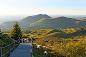 Frankreich, Puy de Dome, Parc Naturel Regional des Volcans d'Auvergne (Regionaler Naturpark der Vulkane der Auvergne), Holztreppe für den Zugang zum Gipfel des Puy de Dome, Fernwanderweg GR 4-441, Puy de Côme und Grand-Suchet im Hintergrund