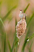 Frankreich, Somme, Baie de Somme, Le Crotoy, Crotoy marsh, Seggenrohrsänger (Acrocephalus schoenobaenus) in der Baie de Somme auf einem Schilfrohr im Röhricht sitzend