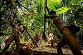 Indonesia, West Papua, Mabul, Korowai expedition, sagou palm-tree, preparation