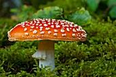 Frankreich, Somme, Wald von Crécy, Crécy-en-Ponthieu,Amanita muscaria