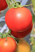 France, Pas de Calais, Samer, Ferme de Bellozanne, open ground tomatoes