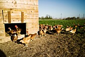 France, Essonne, Saclay plateau, Bievres, Charles Monville, organic poultry farmer