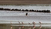 Gnus (Chonnochaetes tautinus) beim Überqueren des Ndutu-Sees und große Flamingos (Phoenicopterus roseus), Ngorongoro-Schutzgebiet, Serengeti, Tansania