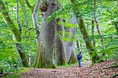 Frankreich, Allier, Saint-Bonnet-Troncais, Troncais-Wald, Bourbonnais