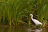 France, Somme, Somme Bay, Le Crotoy, Crotoy marsh, Little Egret (Egretta garzetta)