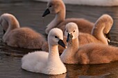 France, Somme, Somme Bay, Le Crotoy, Crotoy Marsh, juvenile mute Swan (Cygnus olor, Mute Swan)